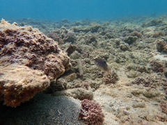 Canthigaster solandri