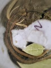 Henia vesuviana