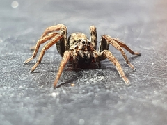 Venatrix pictiventris