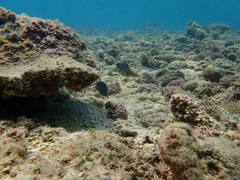 Canthigaster solandri
