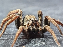 Venatrix pictiventris