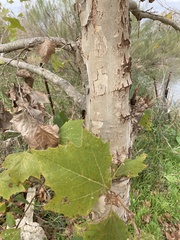 Platanus mexicana