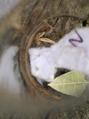 Henia vesuviana