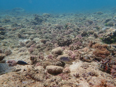 Canthigaster solandri