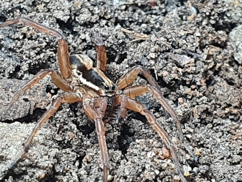 Venatrix furcillata