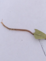 Henia vesuviana
