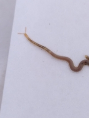 Henia vesuviana
