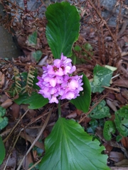 Bergenia