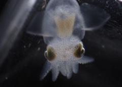 Rossia pacifica