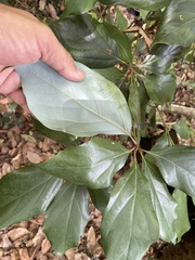 Neolitsea dealbata