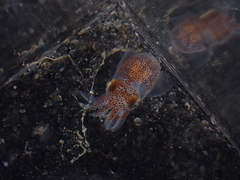 Rossia pacifica