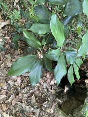 Neolitsea dealbata