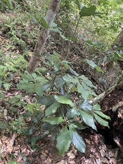 Neolitsea dealbata