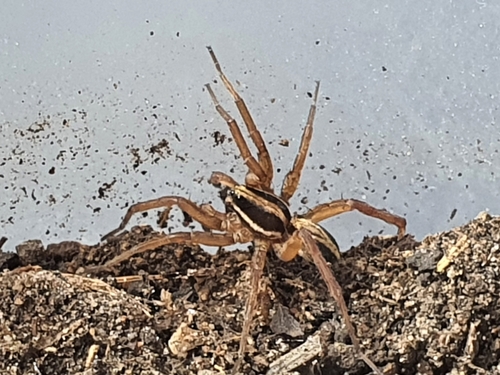 Venatrix furcillata