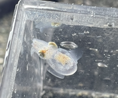 Rossia pacifica