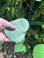Homalanthus populifolius