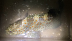 Epinephelus coioides