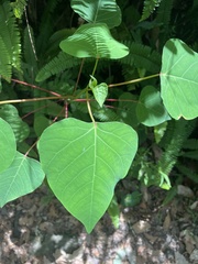 Homalanthus populifolius
