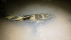 Epinephelus coioides