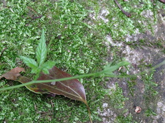 Gynostemma pentaphyllum