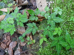 Gynostemma pentaphyllum