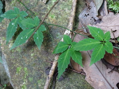 Gynostemma pentaphyllum