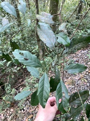 Aidia cochinchinensis