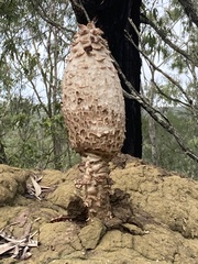 Podaxis beringamensis