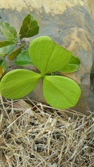 Loeseneriella