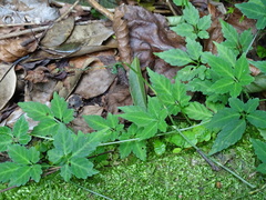 Gynostemma pentaphyllum