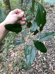 Aidia cochinchinensis