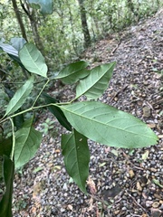 Aidia cochinchinensis