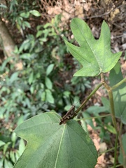 Xenocatantops humilis