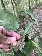 Aidia cochinchinensis
