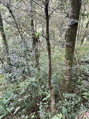 Aidia cochinchinensis