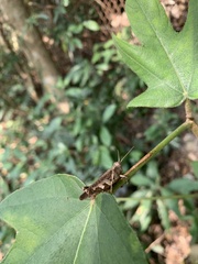 Xenocatantops humilis