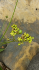 Loeseneriella