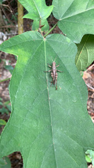 Xenocatantops humilis