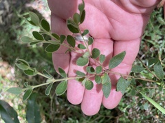 Pimelea altior