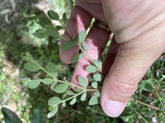 Pimelea altior