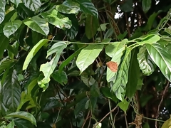 Elymnias hypermnestra