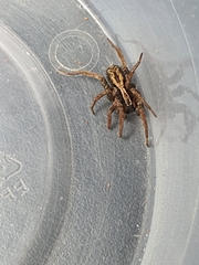 Venatrix pictiventris