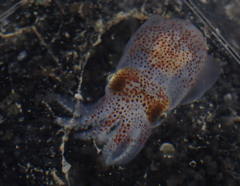 Rossia pacifica