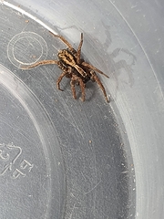 Venatrix pictiventris