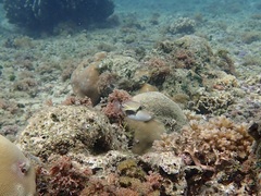 Rhinecanthus rectangulus