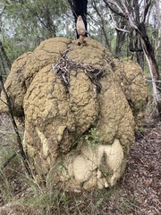 Podaxis beringamensis