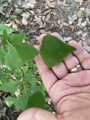 Homalanthus stillingiifolius