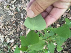 Homalanthus stillingiifolius