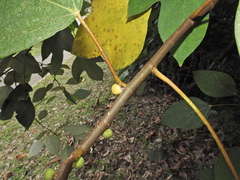 Ficus grossularioides