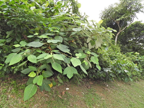 Image of Ficus grossularioides by (c) Samuel Lee, some rights reserved (CC BY)